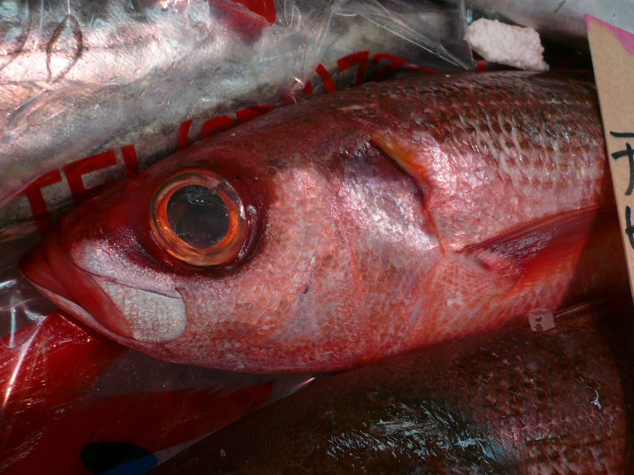 チビキ 黒門三平