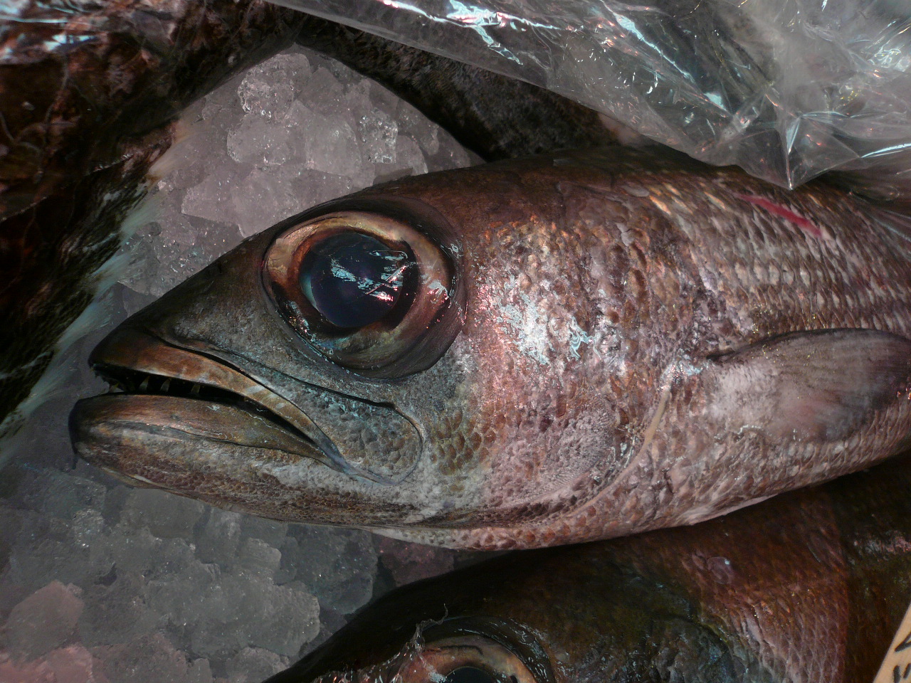 和歌山県産なのにエチオピア 黒門三平