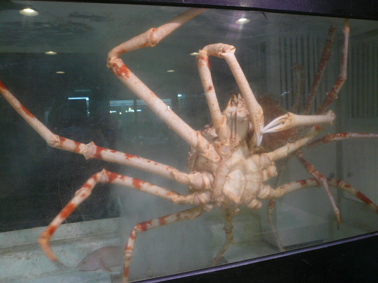 タカアシガニ 黒門三平