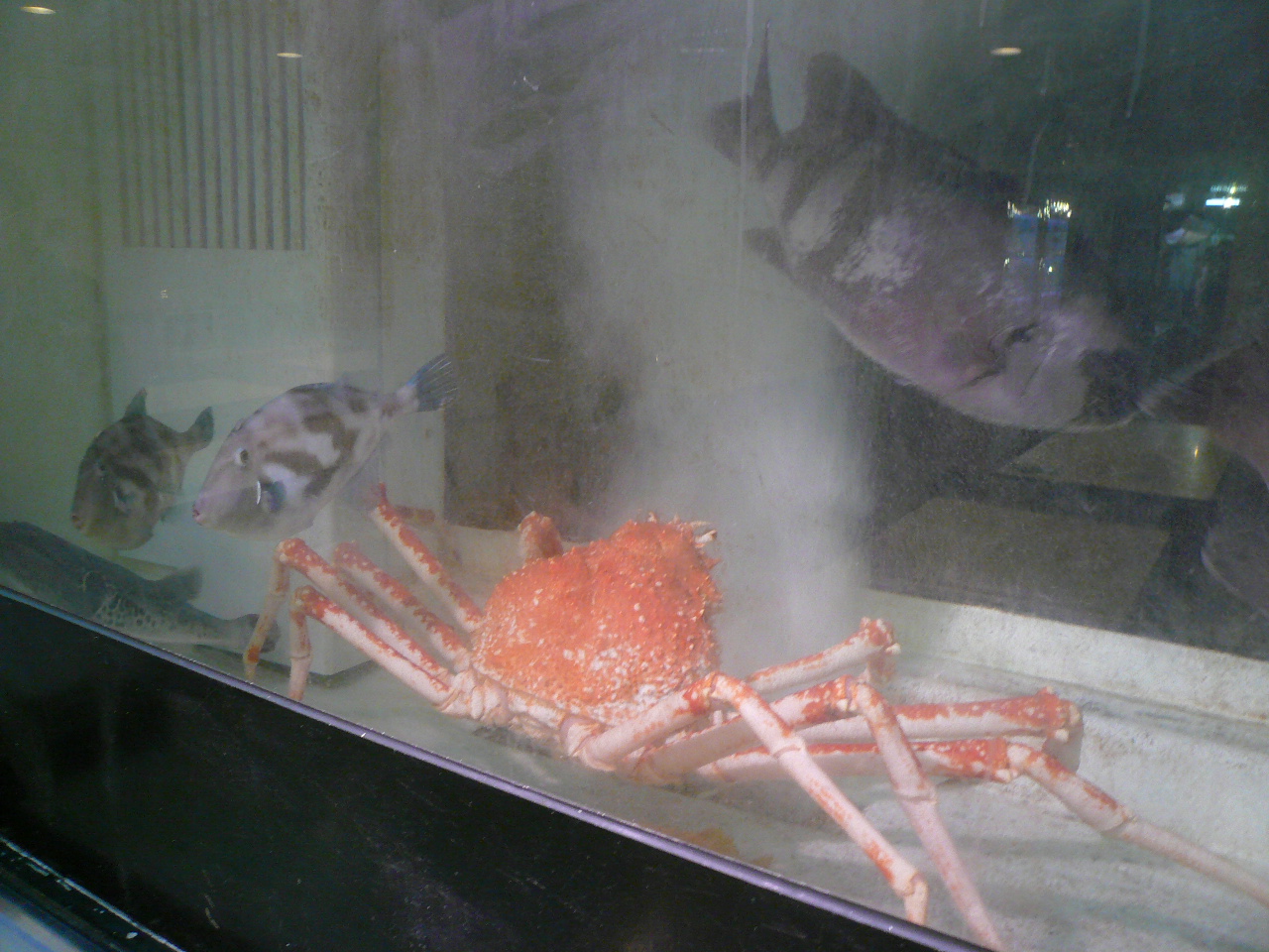 タカアシガニ 黒門三平